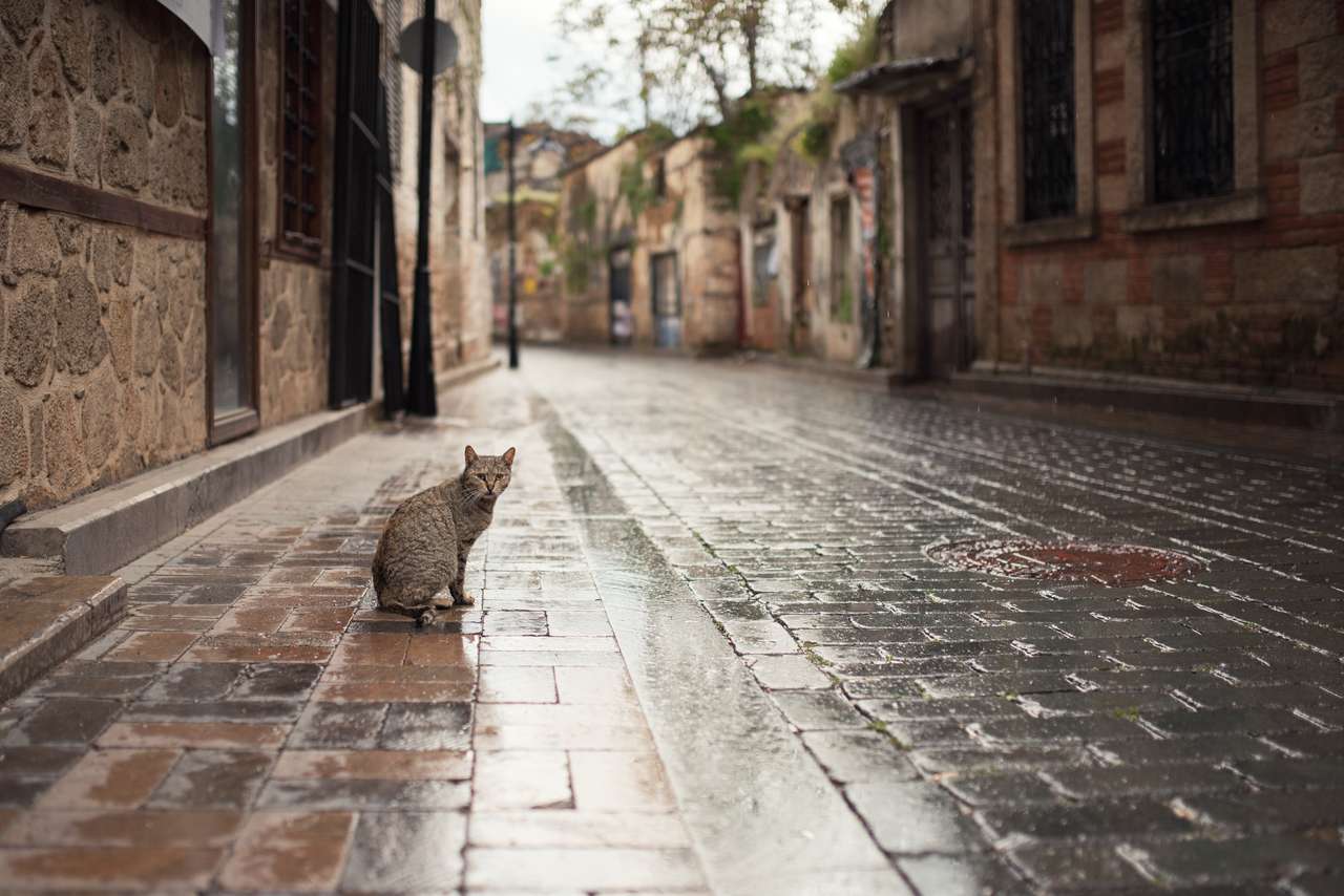 Turecká kočka ve starém městě skládačka
