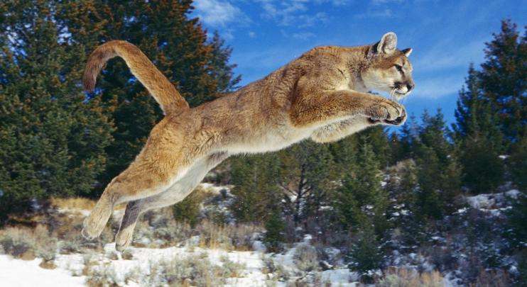 Puma es el gato más grande rompecabezas en línea
