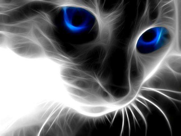 kot niebieskie oczy szary puzzle online