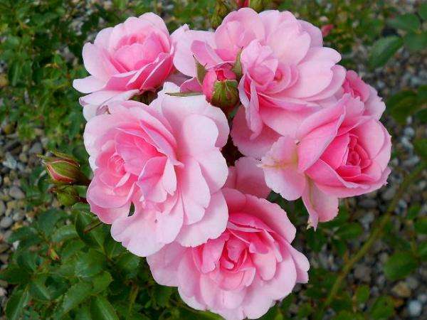róże różowe puzzle online