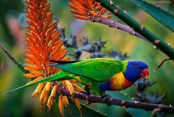 Kleurrijke papegaai puzzel