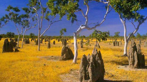 Termite mounds and snappy gums puzzle online