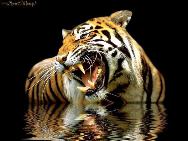 tygrys w wodzie puzzle online