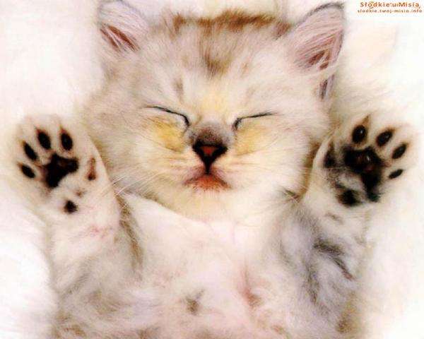 słodkie kotki kociaki puzzle online