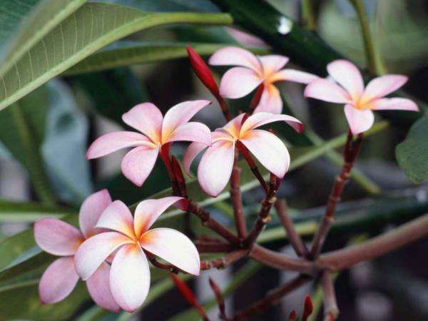 kwiaty frangipari puzzle online
