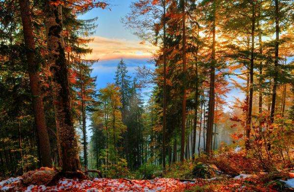 las jesienią,promienie słońca puzzle online