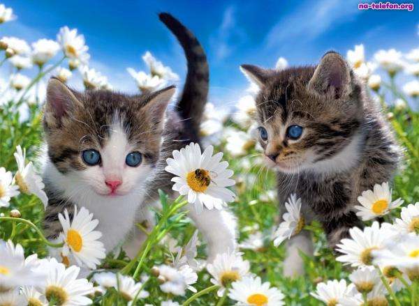 kotki słotkie dwa puzzle online