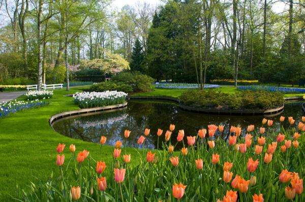 ogród,tulipany,sadzawka puzzle online