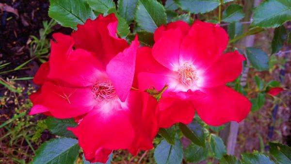 Czerwone róże puzzle online