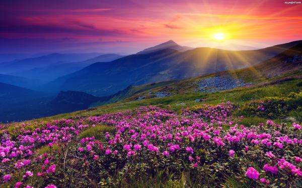 góry,zachód słońca,rododendron puzzle online