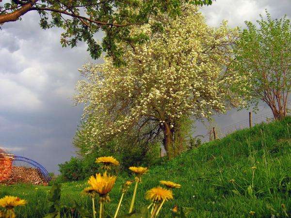 wiosenne klimaty-drzewo,kwiaty puzzle online