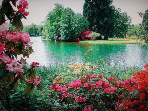 spokojne jezioro,drzewa,kwiaty puzzle online