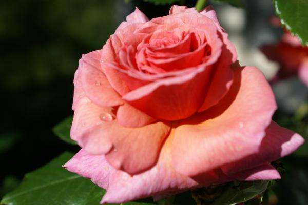 Piękna Róża puzzle online