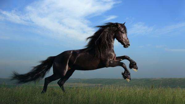 kon piękny koń puzzle online