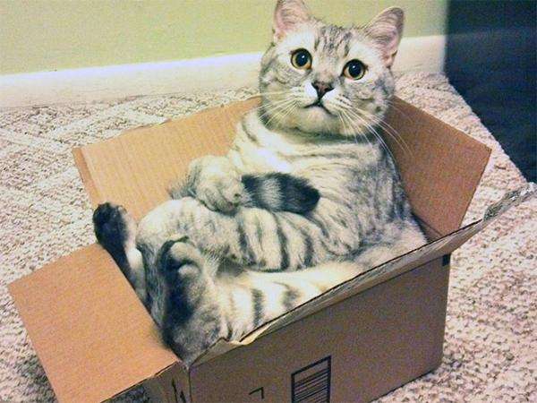 kot w pudełku puzzle online