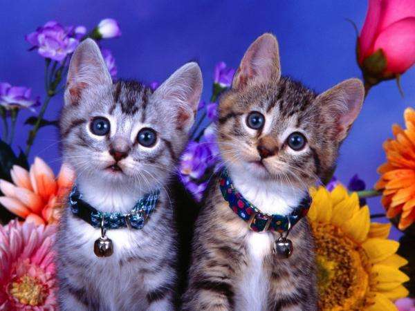 dwa urocze koteczki puzzle online
