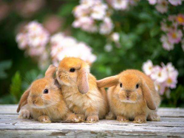 małe rude króliczhi puzzle online