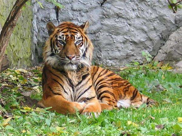 tygrys w trawie puzzle online