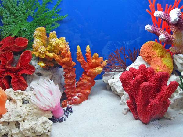 rafa koralowa kolorowa puzzle online