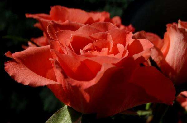 róże, róże małe i duże  puzzle online