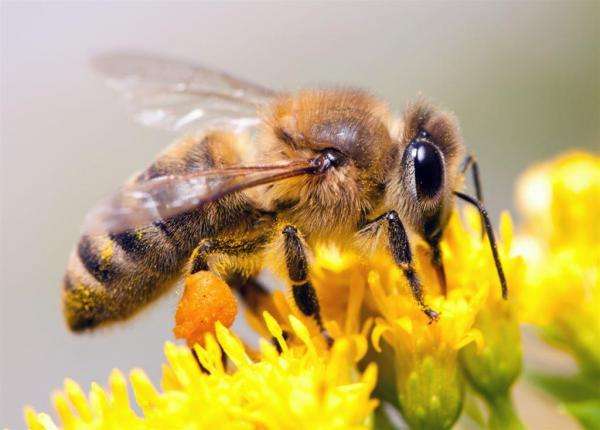 pszczoła miodna puzzle online