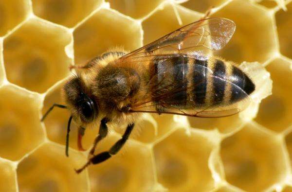 pszczoła na plastrze miodu puzzle online