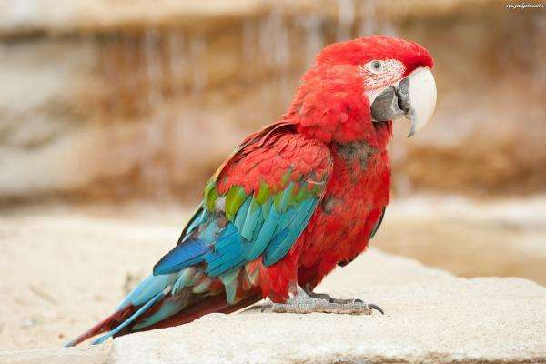 papuga kolorowa puzzle online