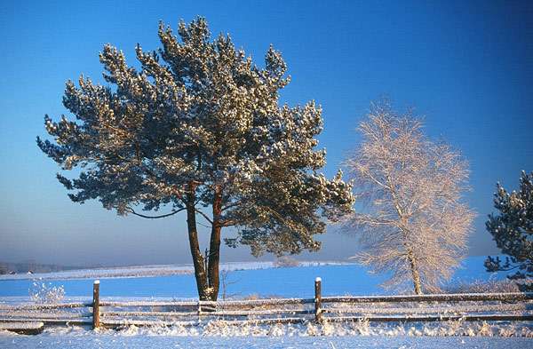 zimowe drzewa puzzle online