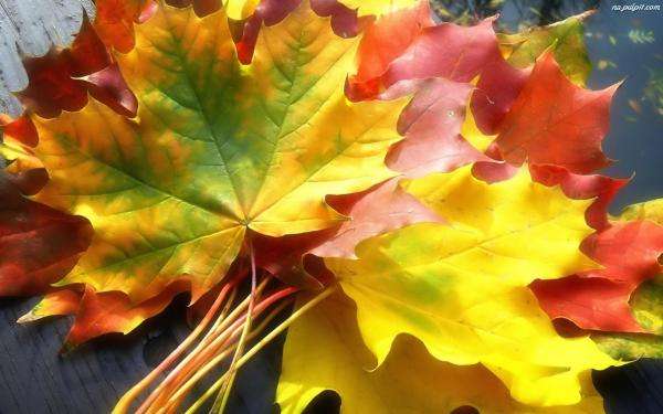 jesień liście puzzle online