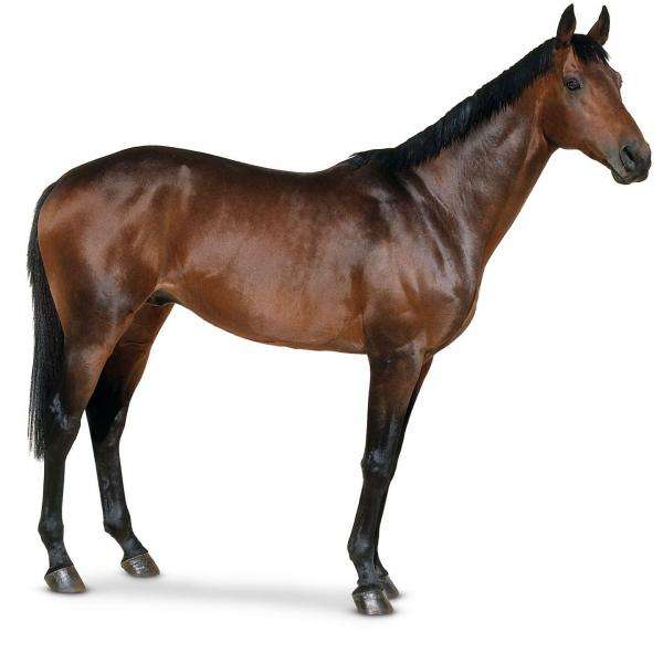 CAVALLO HORSE puzzle online