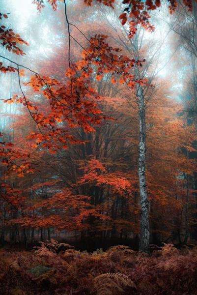 Jesień-czerwone drzewo puzzle online