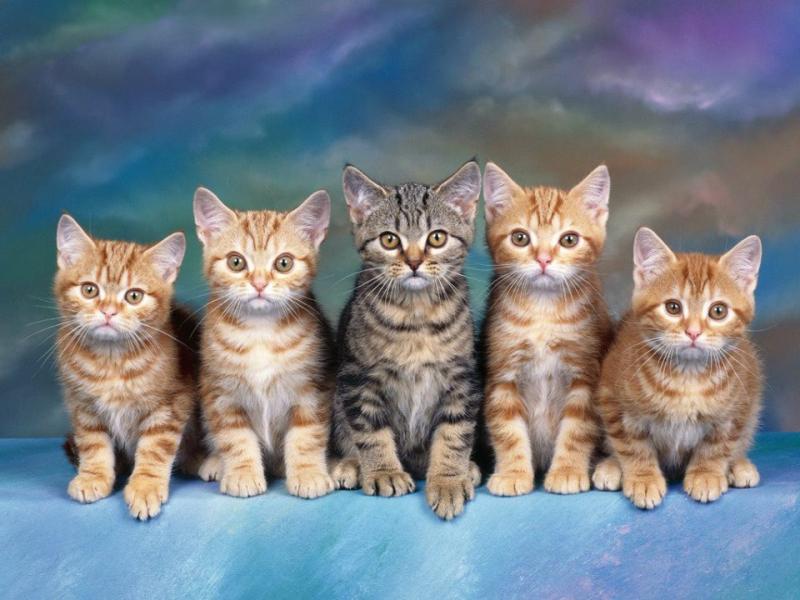 urocze zwierzęta, słodki kotek puzzle online