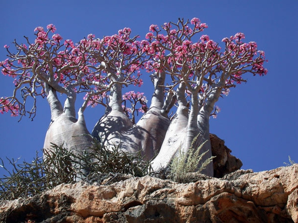 niezwykłe kwitnące drzewa puzzle online