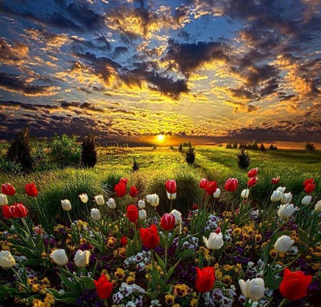 kwiaty o zachodzie słońca puzzle online