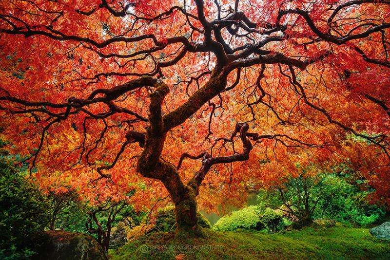 Piękne drzewo puzzle online