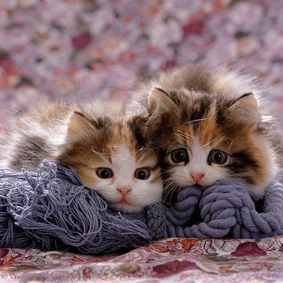 urocze zwierzęta, słodki kotek puzzle online