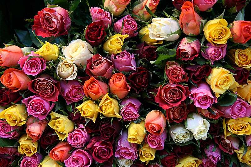 Róże dla amatorów puzzli puzzle online