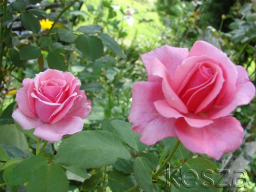 róże w ogrodzie puzzle online