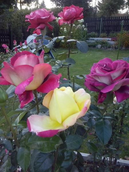 Róże w ogrodzie puzzle online