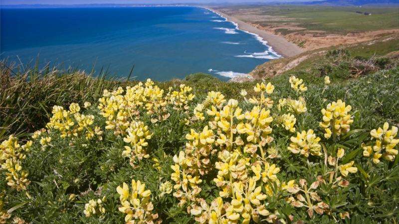 ocean , żółte kwiaty puzzle online
