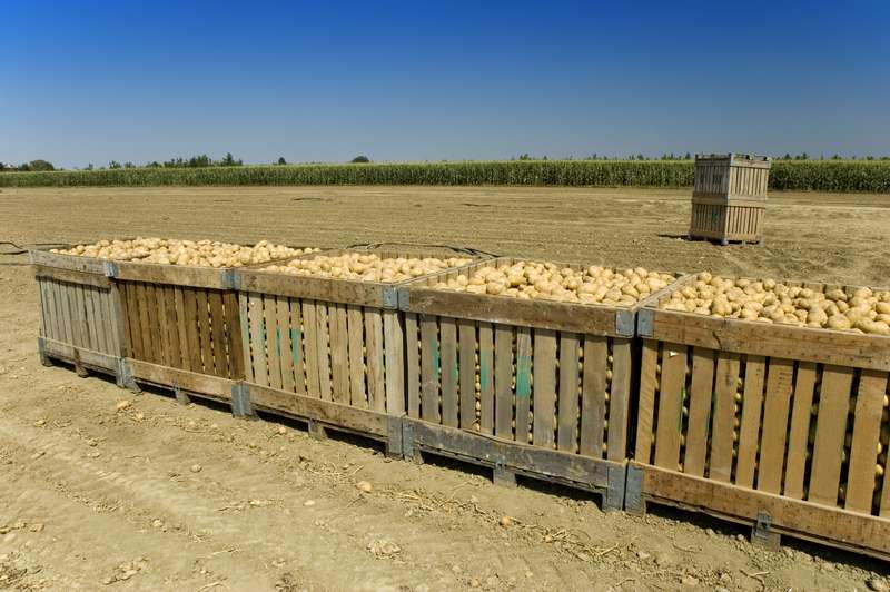 ziemniaki w skrzynkach puzzle online