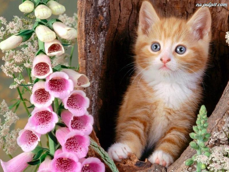 Drodzy i słodcy kici kotki puzzle online
