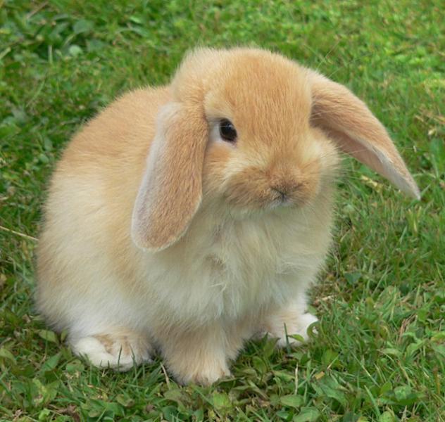 słodkie króliki miniaturki puzzle online
