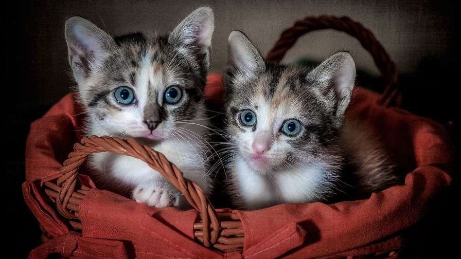 Dwa kocięta - Drodzy i słodcy kotki puzzle online