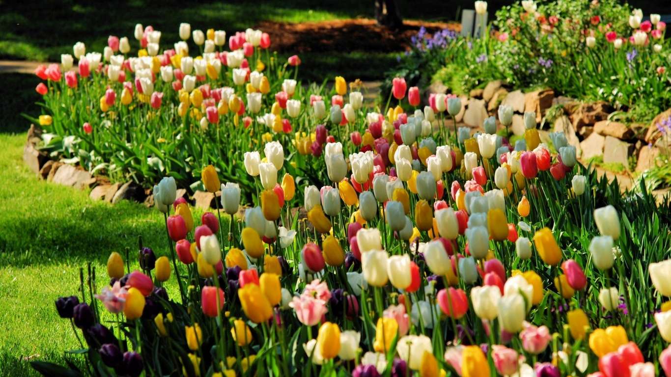 wiosna , tulipany puzzle online