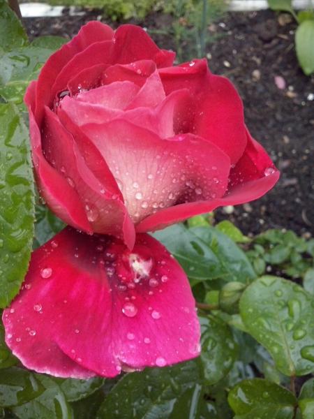 gyönyörű rózsa kirakós