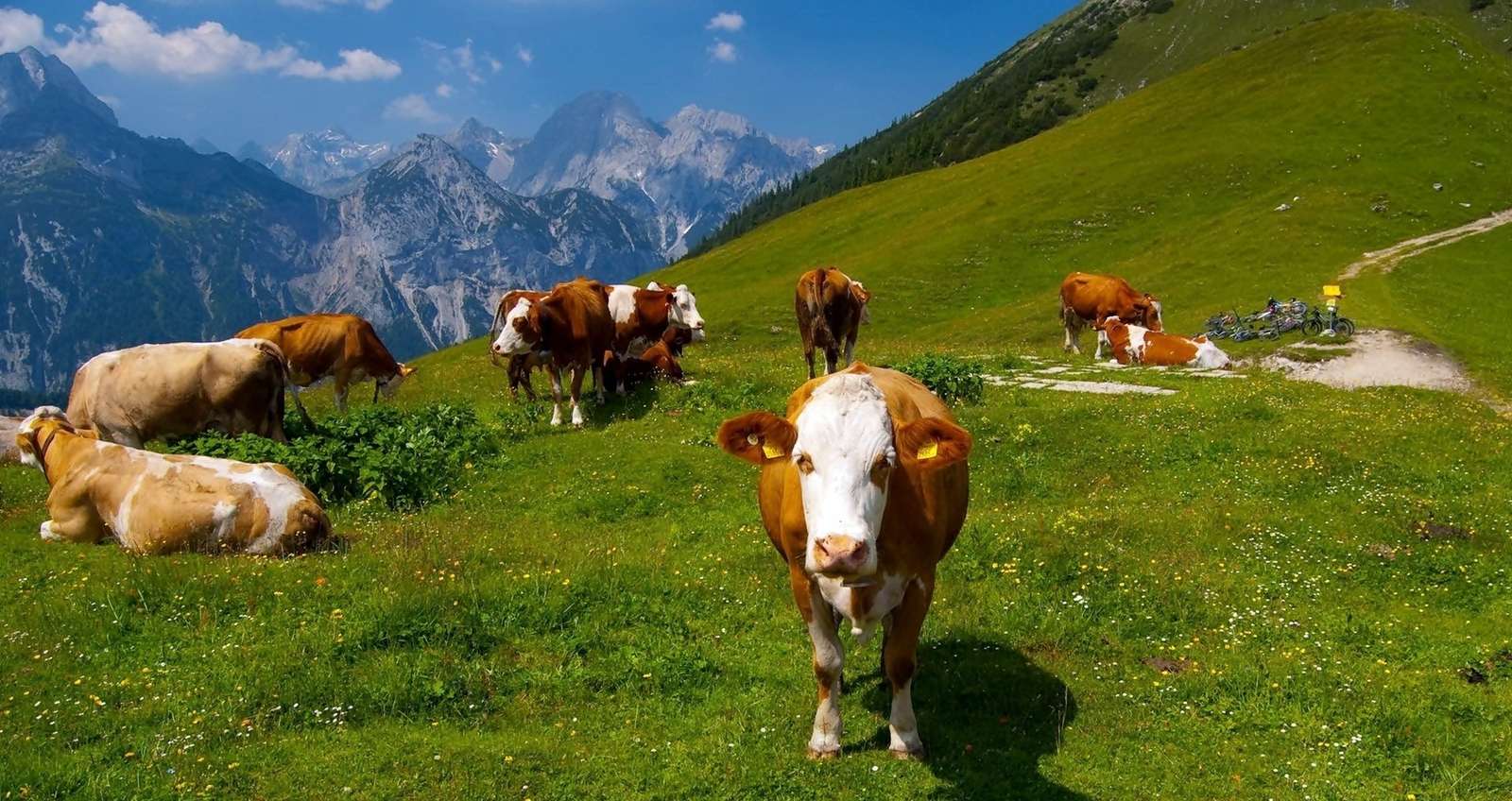 Alpejskie krowy puzzle online
