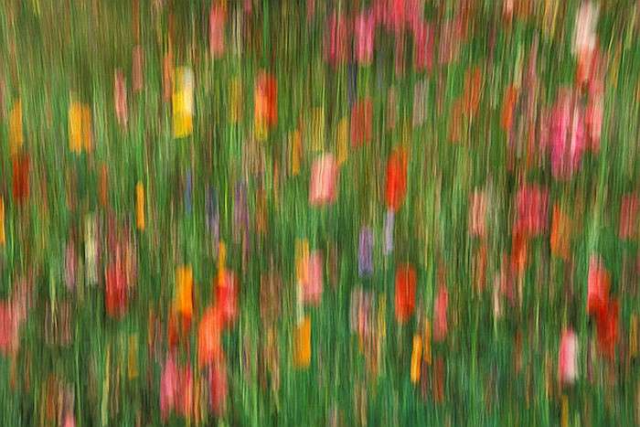 Fotografia abstrakt kwiaty puzzle online