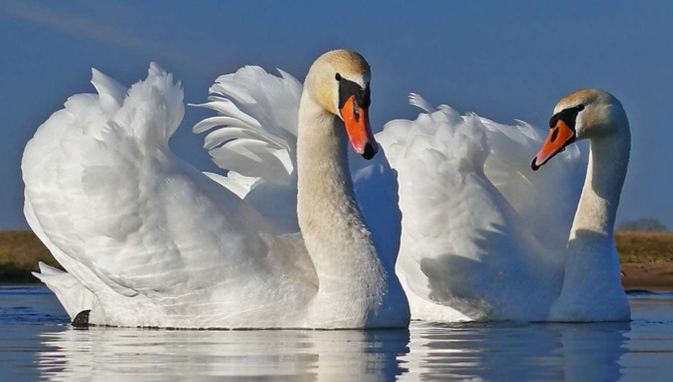 Учитесь верности верности. Пара лебедей. Красивые лебеди. Изображение лебедя. Белый лебедь.