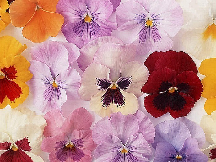 pastelowe kolorowe kwiaty puzzle online